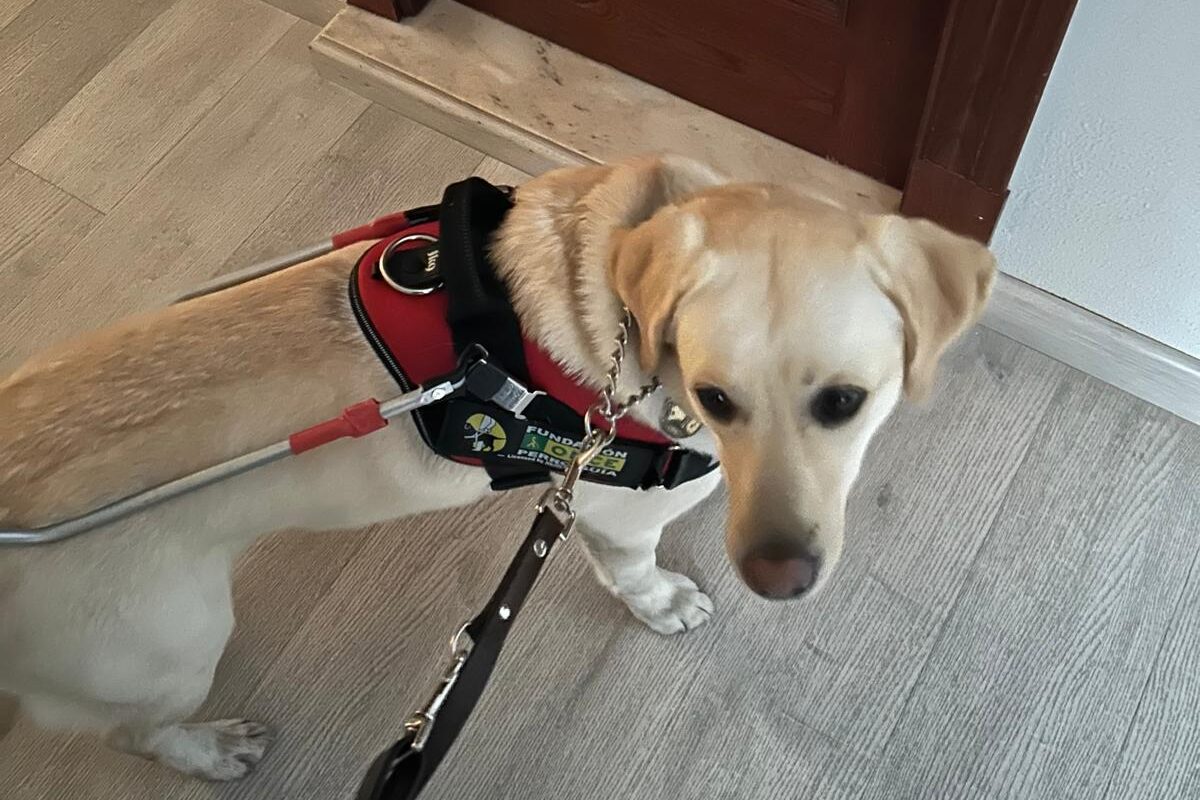 Usera con el arnés y la correa al lado de una puerta mirando prácticamente a cámara. En el arnés se ve el logo de Fundación ONCE en el lateral derecho de Usera.