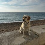Usera, un perro para guiar una vida