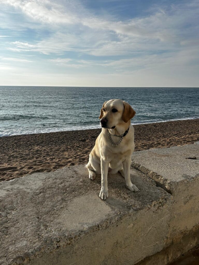 Usera, un perro para guiar una vida